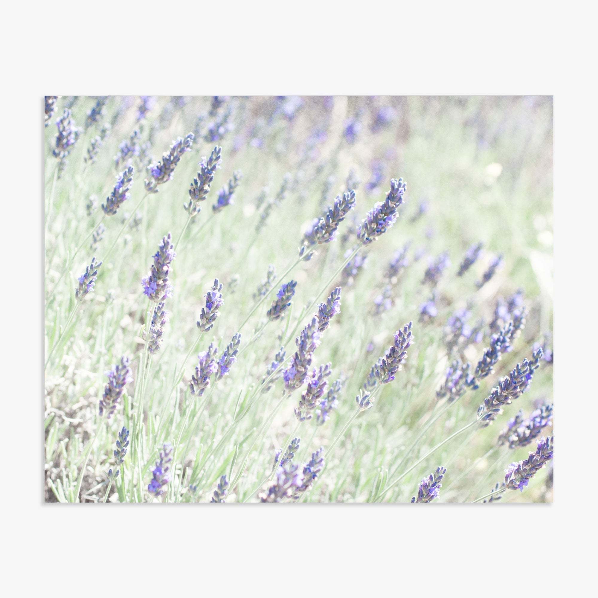 A tranquil image of a Floral Purple Print, 'Lavender for LaLa' field with purple blooms against a soft green and white background, conveying a serene and lush garden vibe, printed on archival photographic paper by Offley Green.