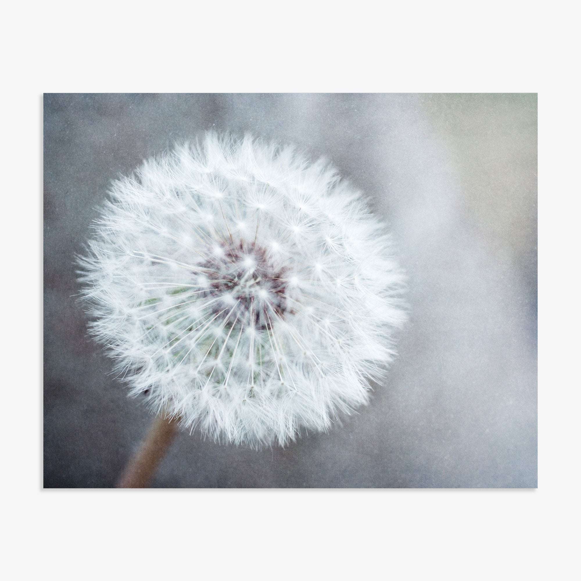 A close-up image of a delicate dandelion seed head, printed on archival photographic paper, displaying its intricate white fluff against a soft, textured Offley Green Neutral Grey Floral Print background.