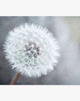 A close-up image of a delicate dandelion seed head, printed on archival photographic paper, displaying its intricate white fluff against a soft, textured Offley Green Neutral Grey Floral Print background.