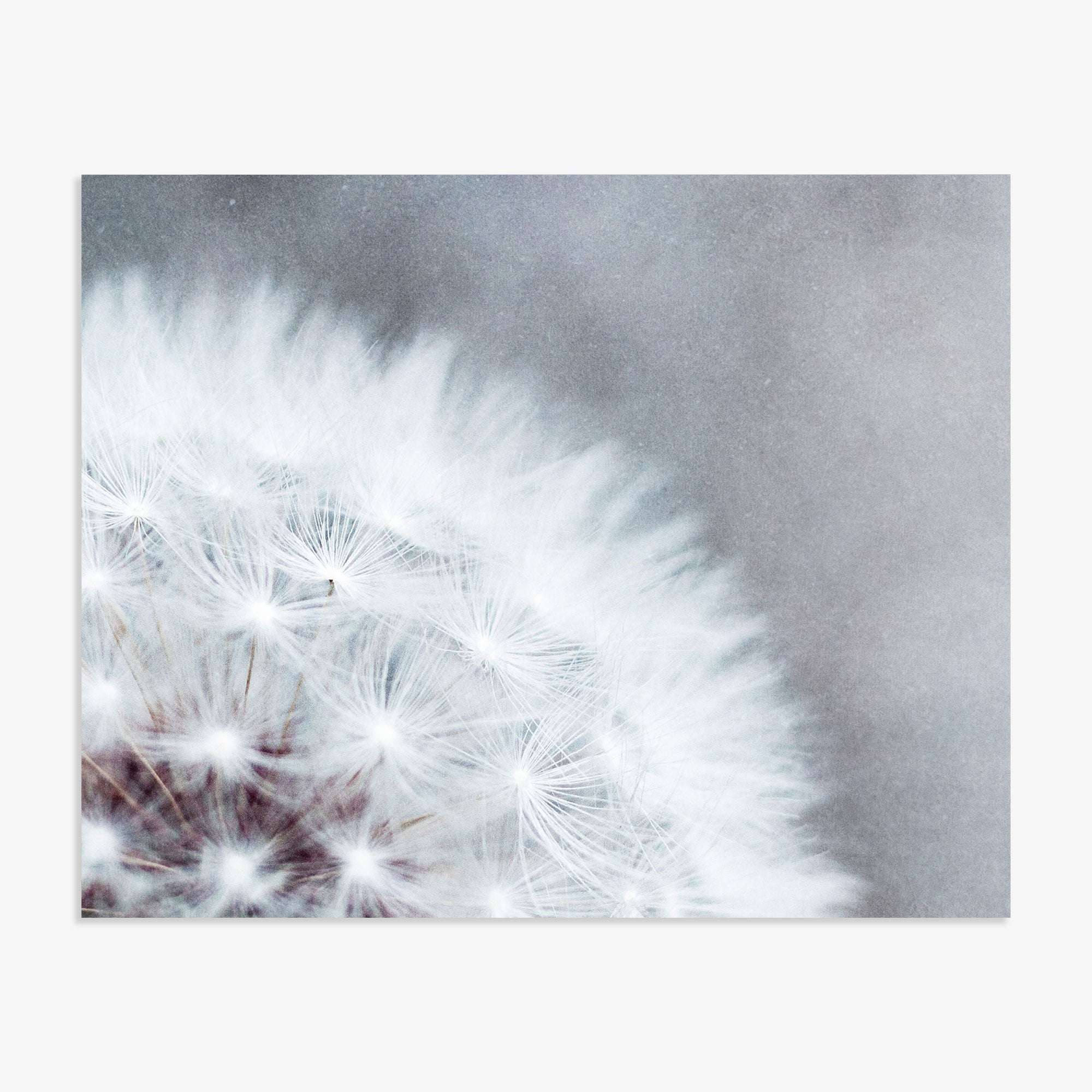 Close-up of a 'Dandelion Queen' with delicate white seeds visible against a soft Offley Green background, emphasizing texture and natural beauty.