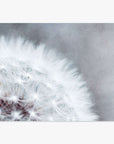 Close-up of a 'Dandelion Queen' with delicate white seeds visible against a soft Offley Green background, emphasizing texture and natural beauty.