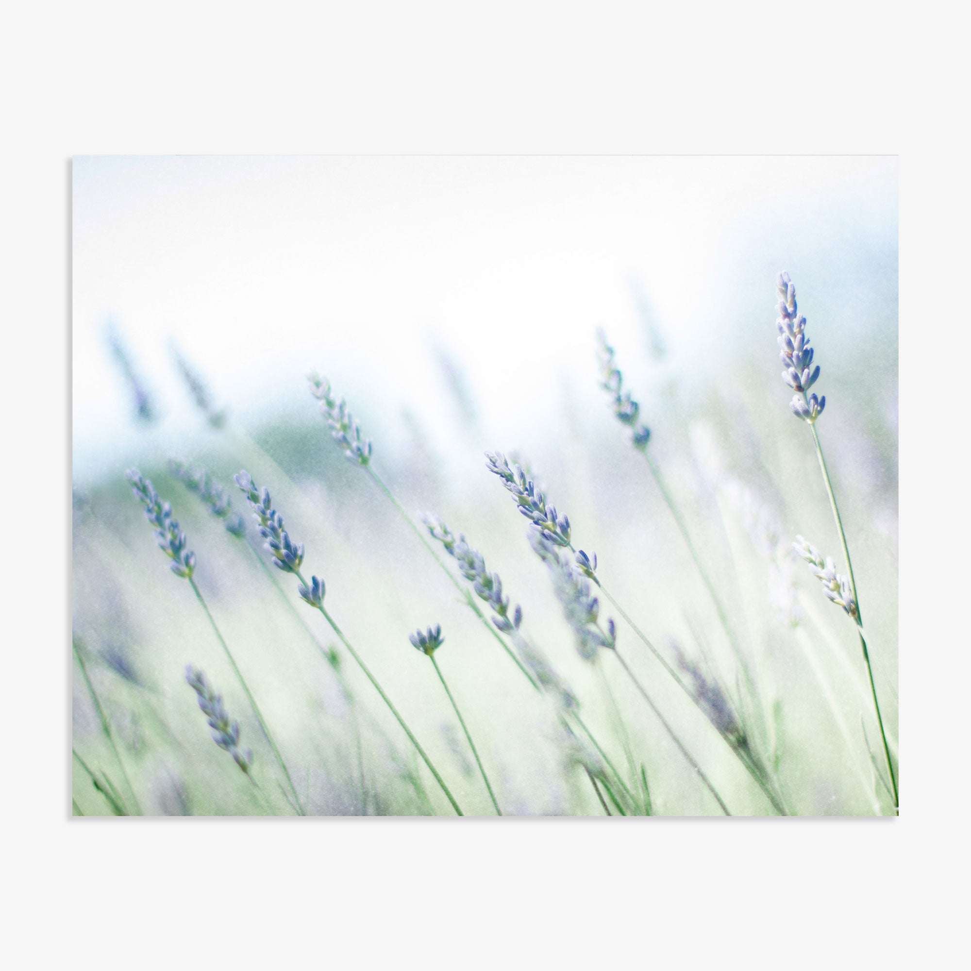A soft-focus image of lavender flowers gently swaying in the Santa Ynez Valley, with a blurred light green and white background suggesting a hazy, serene atmosphere is captured in the Rustic Farmhouse Floral Wall Art, 'Buds of Lavender' by Offley Green.