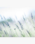 A soft-focus image of lavender flowers gently swaying in the Santa Ynez Valley, with a blurred light green and white background suggesting a hazy, serene atmosphere is captured in the Rustic Farmhouse Floral Wall Art, 'Buds of Lavender' by Offley Green.