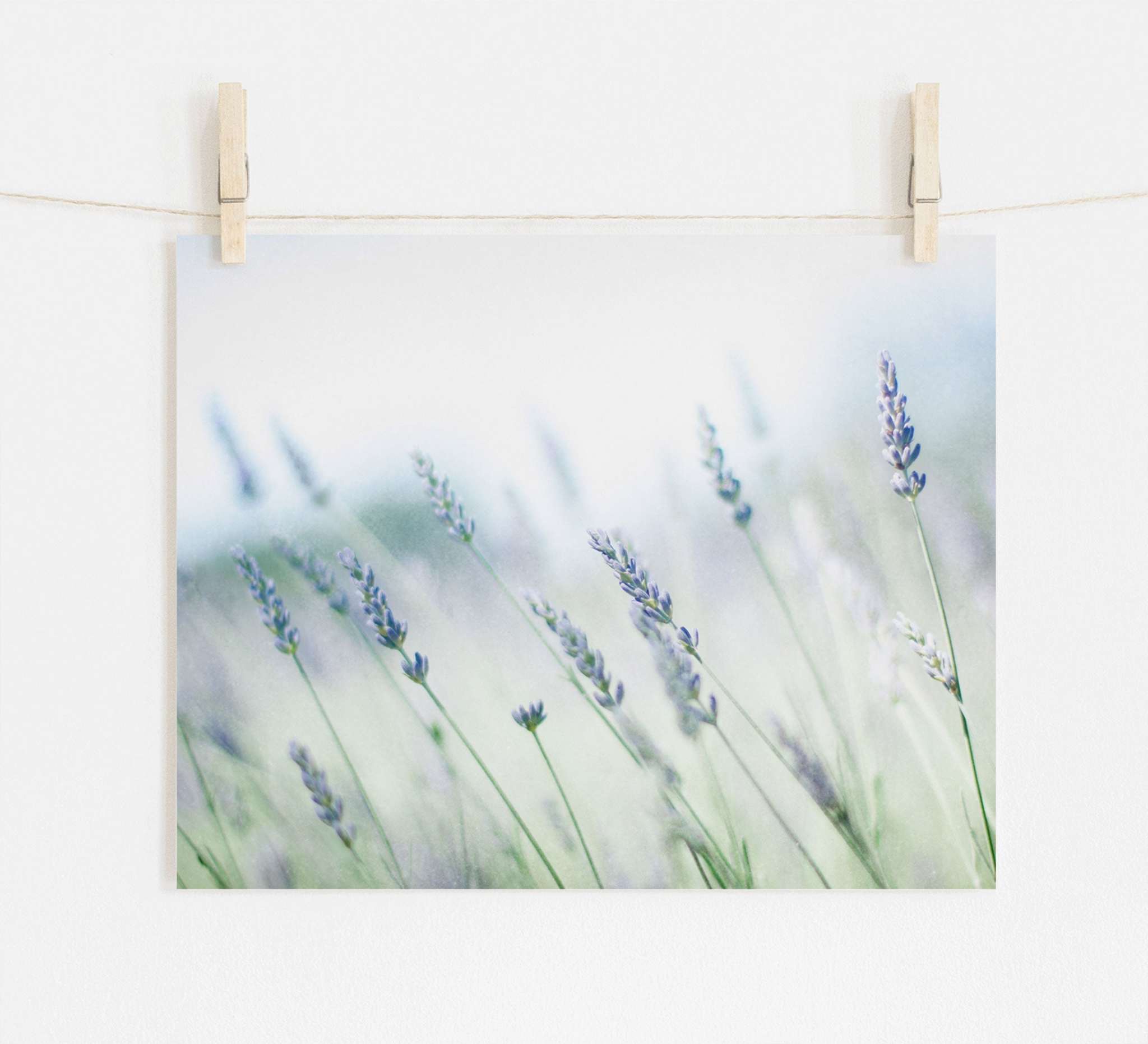 Photograph of Offley Green&#39;s Rustic Farmhouse Floral Wall Art, &#39;Buds of Lavender&#39; clipped to a string with wooden clothespins against a white wall background, conveying a serene and artistic presentation, printed on archival photographic paper.