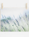 Photograph of Offley Green's Rustic Farmhouse Floral Wall Art, 'Buds of Lavender' clipped to a string with wooden clothespins against a white wall background, conveying a serene and artistic presentation, printed on archival photographic paper.