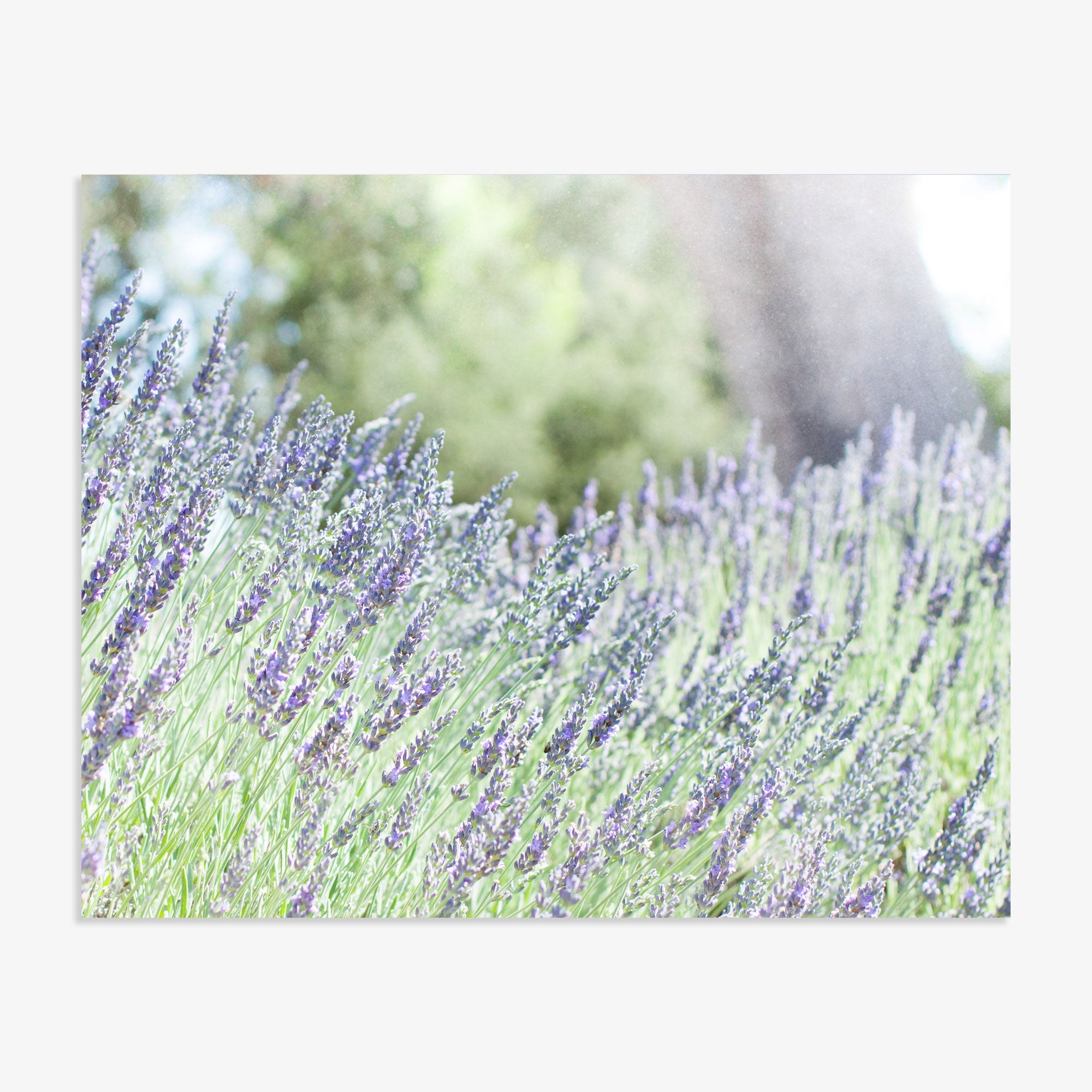 A field of lavender flowers in full bloom with purple and green hues, lit by soft sunlight. In the background, there are blurred trees and a gentle light, creating a serene and peaceful atmosphere. This Rustic Floral Print, 'Fields of Lavender' by Offley Green is perfect for unframed prints on archival photographic paper.