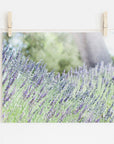 Rustic Floral Print, 'Fields of Lavender'