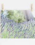 A photo of a blooming lavender field is clipped to a line with clothespins. The lavender flowers are in full bloom, displaying shades of purple, with a blurred background of greenery and trees. Set against a white wall, this unframed print -- the Rustic Floral Print, 'Fields of Lavender' by Offley Green -- captures nature's beauty in vivid detail.