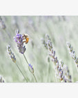 Rustic Floral Print, 'Lavender for Bees'