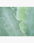 Close-up of a green Offley Green Aloe Vera Spikes print showing its texture and the sharp, brown-tipped thorns along its edge, with a blurred green background.