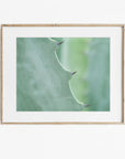 Mint Green Botanical Print, 'Aloe Vera Spikes'