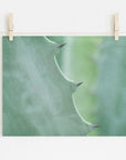 A close-up photo of an Offley Green Mint Green Botanical Print, 'Aloe Vera Spikes' with sharp thorns on its edges, pinned by wooden clips on a string against a white wall.