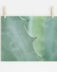 A close-up photo of an Offley Green Mint Green Botanical Print, 'Aloe Vera Spikes' with sharp thorns on its edges, pinned by wooden clips on a string against a white wall.