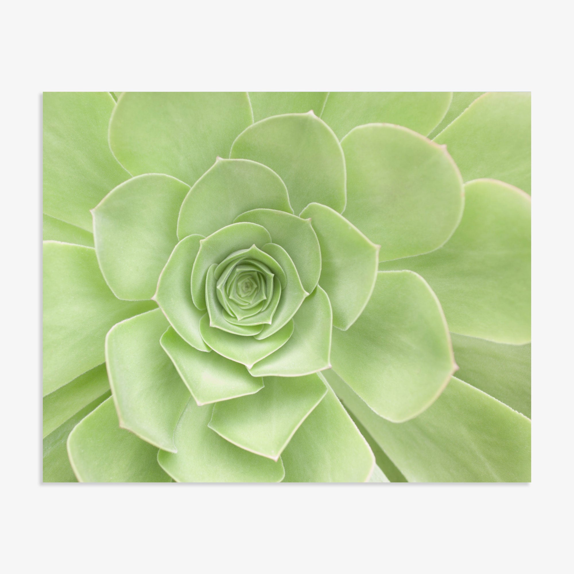 A close-up image of a green succulent plant with thick, smooth leaves arranged in a rosette pattern. The leaves overlap each other, showcasing the plant's symmetrical and geometric structure. This stunning example of succulent plant photography is printed on archival photographic paper against a plain white background. The Sage Green Print, 'Succulent Heart' by Offley Green captures this beauty perfectly.