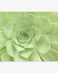 A close-up image of a green succulent plant with thick, smooth leaves arranged in a rosette pattern. The leaves overlap each other, showcasing the plant's symmetrical and geometric structure. This stunning example of succulent plant photography is printed on archival photographic paper against a plain white background. The Sage Green Print, 'Succulent Heart' by Offley Green captures this beauty perfectly.