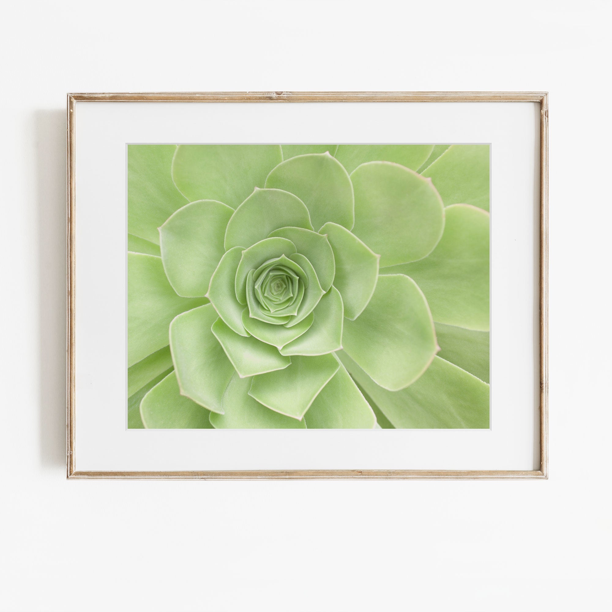 succulent wall art canvas Sage Green Wall Art, 'Succulent Heart' Unframed Print – Offley Green