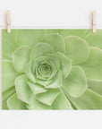 Sage Green Print, 'Succulent Heart'
