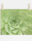 A close-up photograph of a succulent with symmetrical, layered green leaves. The Sage Green Print, 'Succulent Heart' from Offley Green is clipped to a white string using two wooden clothespins against a plain white background, showcasing fine detail on archival photographic paper.