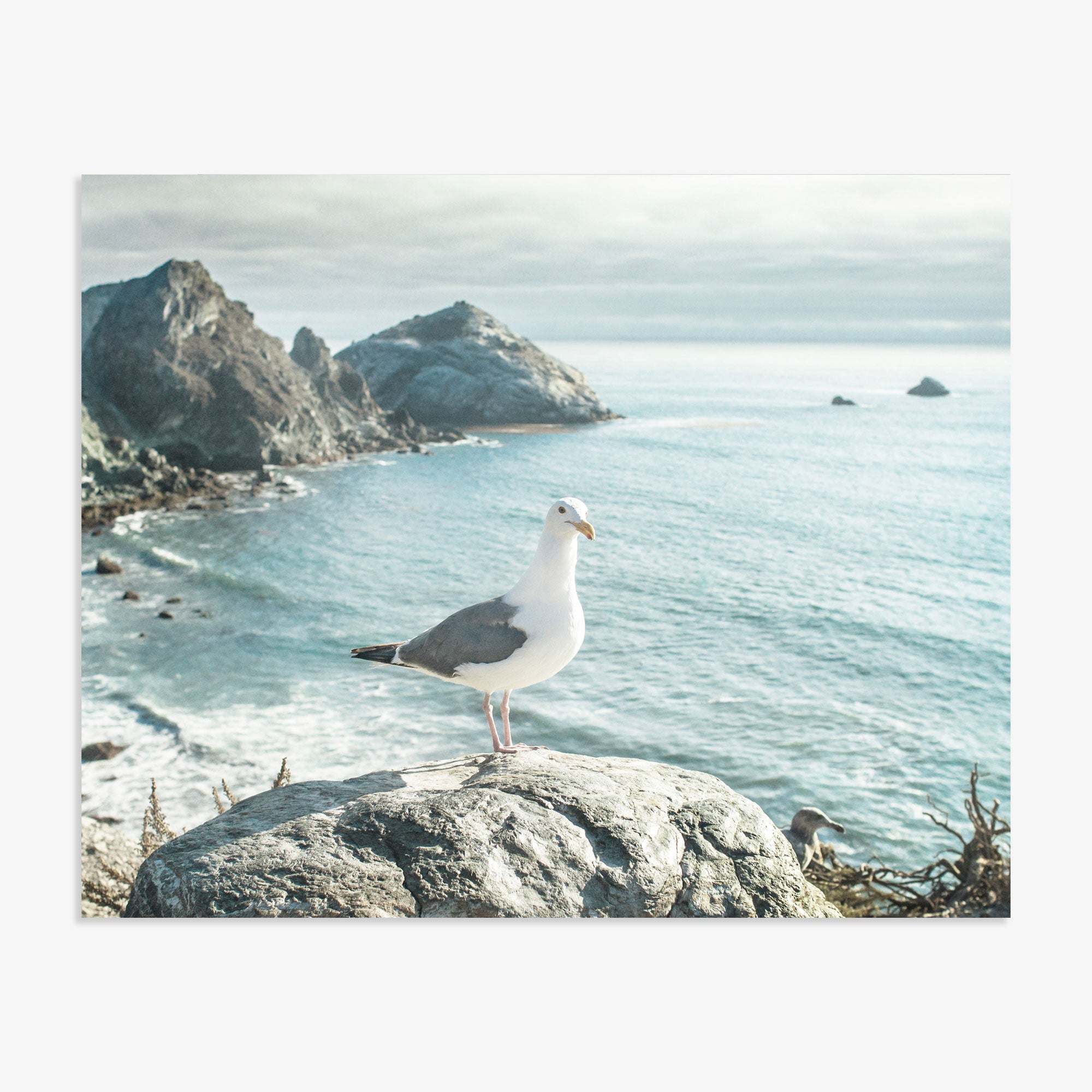 Photo of a seagull perched on a rock in front of a scenic coastline with rugged cliffs and calm sea waters, printed on archival photographic paper, hung on a line with clothespins. Offley Green's Big Sur Landscape Print, 'Lobster Mornay For Tea'.