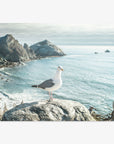 A seagull stands on a rocky ledge overlooking the serene coastline of Offley Green with cliffs and the calm ocean under a soft sky.