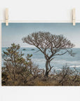 Photo print of a California Landscape Art in Big Sur, 'Wind Blown Tree' by Offley Green, pinned on a wall with wooden clothespins.