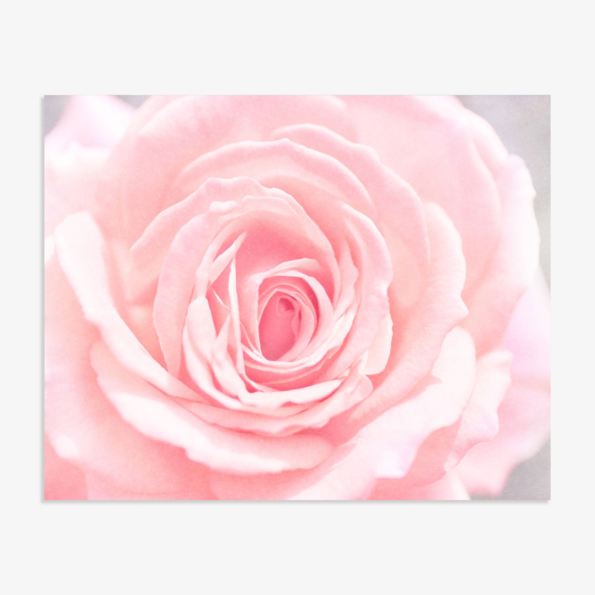 Close-up of a delicate Pink Rose Print in bloom with soft petals and a blurred background, highlighting the intricate layers and gentle hues of the blossom, 'Pink and Shabby' by Offley Green.