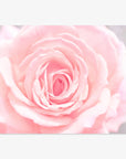 Close-up of a delicate Pink Rose Print in bloom with soft petals and a blurred background, highlighting the intricate layers and gentle hues of the blossom, 'Pink and Shabby' by Offley Green.