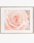 Pink Rose Print, 'Pink and Shabby'