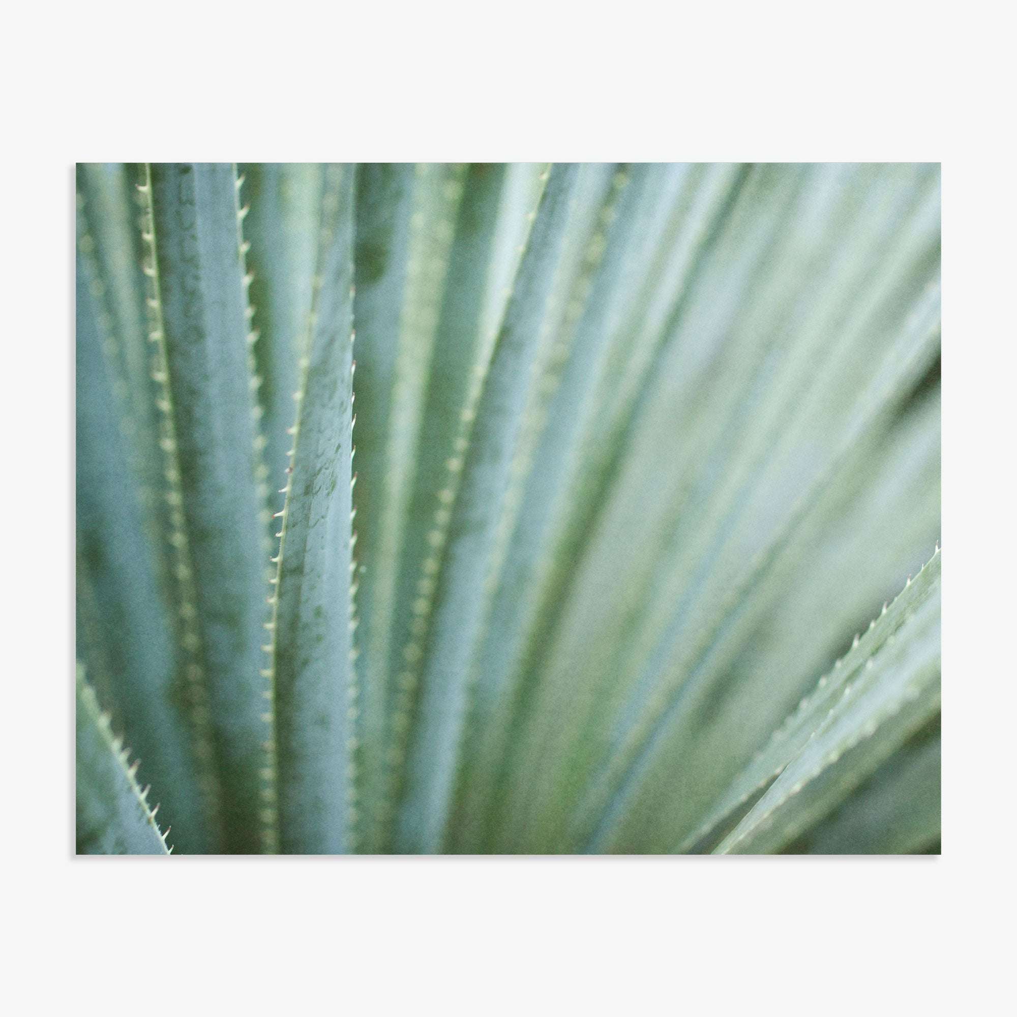 Close-up of a blue agave plant showing the sharp, pointed edges of its thick green leaves, with a soft focus on the background enhancing the texture details on Offley Green's Abstract Green Botanical Print, 'Strands and Spikes'.