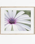Large White Daisy Flower Print, 'Bed of Petals'