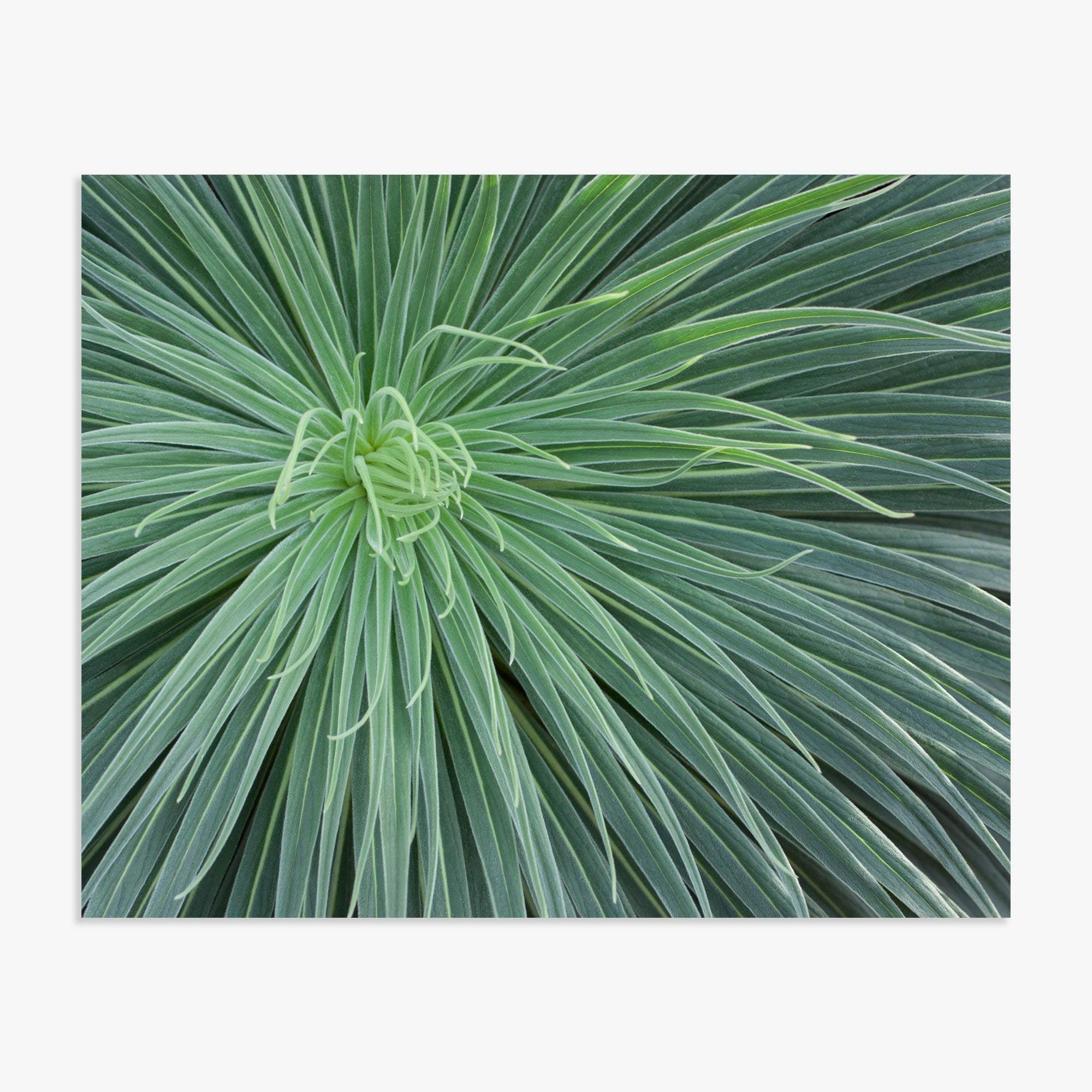 Close-up view of a green spiky desert plant with long, narrow leaves radiating outward from the center, highlighting intricate patterns and varied shades of green Abstract Green Botanical Print, 'Desert Fireworks' by Offley Green.