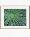 Framed photograph of a close-up of green plant leaves on a white background