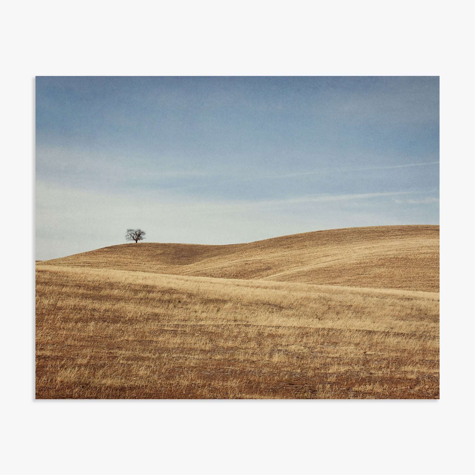 A solitary tree stands on a gently rolling, golden-brown grassy hill in the Santa Ynez Valley under a clear sky with faint clouds. This scene is captured in the California Central Coast Landscape Print 'Golden Ynez' by Offley Green.