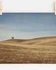 A photograph of a solitary tree in Santa Ynez Valley on a gently rolling hill, pinned up to dry on a clothesline against a white wall. The Offley Green California Central Coast Landscape Print 'Golden Ynez' is bathed in soft, natural colors.