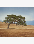 California Oak Tree Print, 'Windswept'