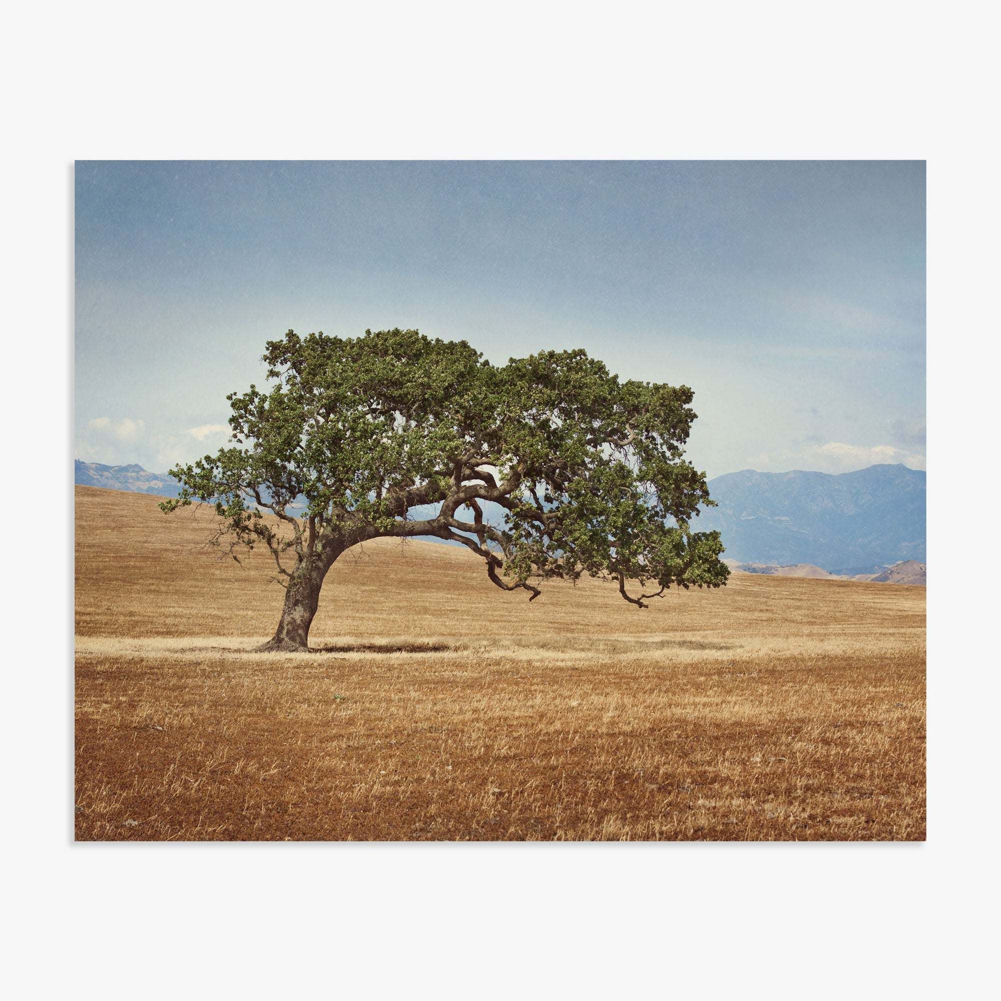 A lone Offley Green California Oak Tree Print, 'Windswept' with a broad, twisted trunk and lush green canopy stands prominently in a golden grassy field in the Santa Ynez Valley, under a clear sky.