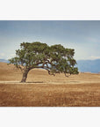 A lone Offley Green California Oak Tree Print, 'Windswept' with a broad, twisted trunk and lush green canopy stands prominently in a golden grassy field in the Santa Ynez Valley, under a clear sky.