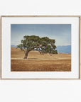 California Oak Tree Print, 'Windswept'