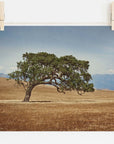 A photo of a solitary California Oak with a twisted trunk and dense, lush leaves, standing in a dry, golden field under a clear sky, pinned to a line by two wooden clothespins. It is the Offley Green California Oak Tree Print, 'Windswept'.