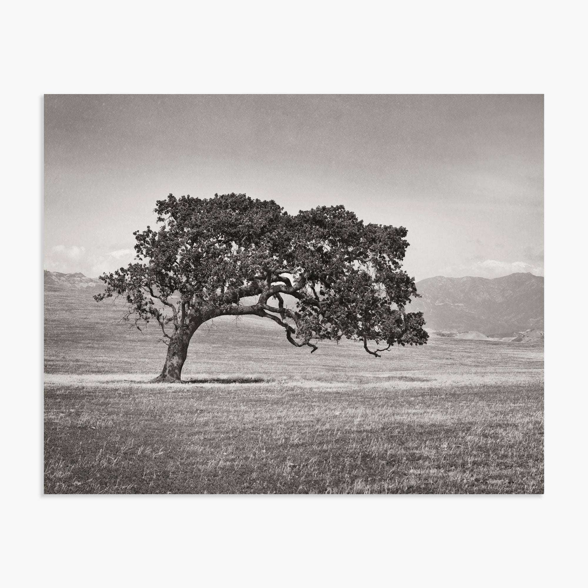 A solitary, gnarled Offley Green Californian Oak Tree Landscape, 'Windswept (Black and White)' stands in a vast, open field of the Santa Ynez Valley with distant mountains under a cloudy sky, captured in a black and white photograph.