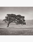 A solitary, gnarled Offley Green Californian Oak Tree Landscape, 'Windswept (Black and White)' stands in a vast, open field of the Santa Ynez Valley with distant mountains under a cloudy sky, captured in a black and white photograph.