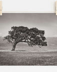 A black and white photograph of a solitary tree with a broad canopy, reminiscent of California Oaks, stands in the middle of an open field. The image, printed on non glossy lustre finish archival photographic paper, is held up by two wooden clothespins on a line against a plain white background. Rolling hills can be seen in the distance. The piece titled "Californian Oak Tree Landscape, 'Windswept (Black and White)'" by Offley Green captures this serene scene beautifully.