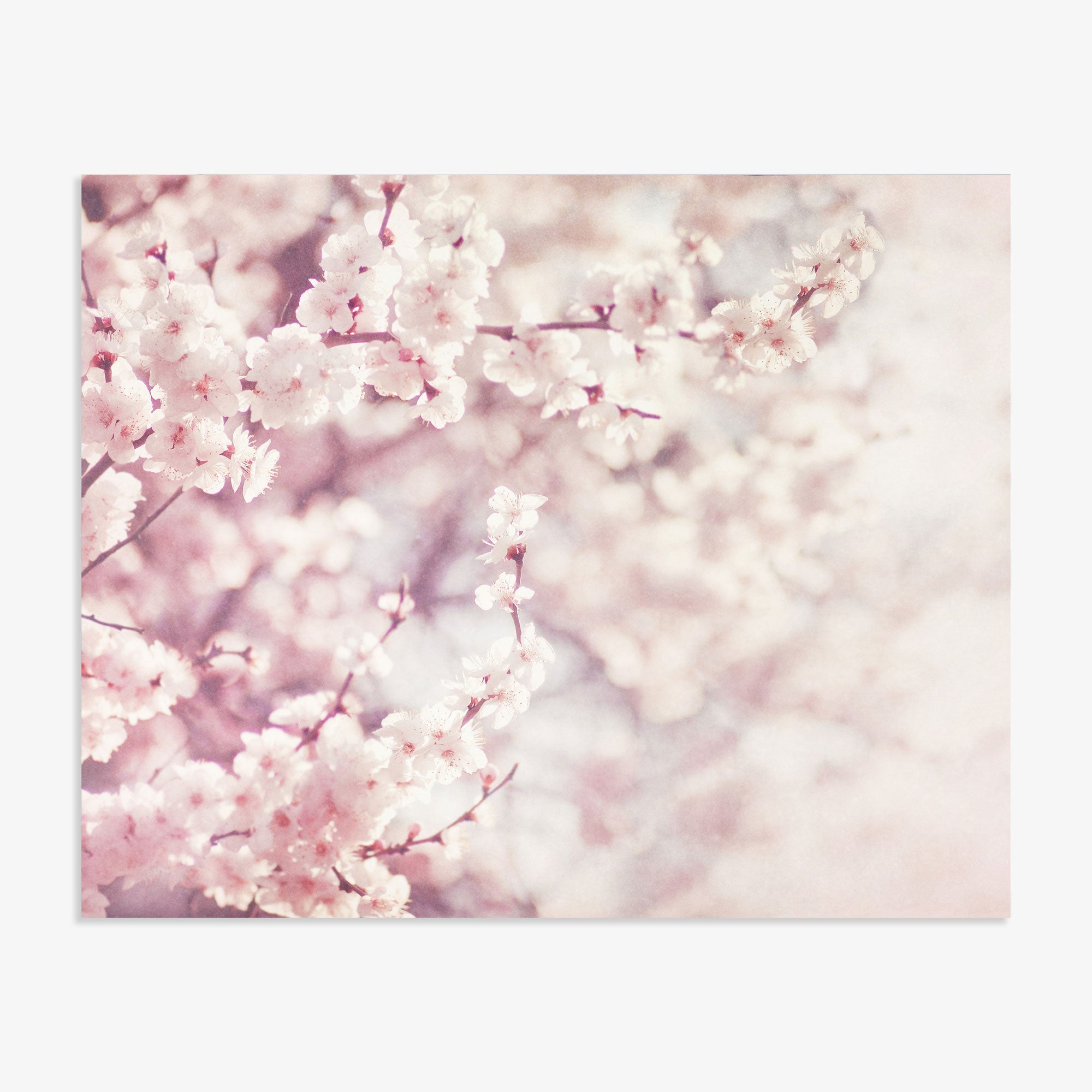 A dreamy image of delicate pink cherry blossoms in full bloom, set against a soft, textured background, conveying a sense of serene spring beauty and floral elegance featuring the Pink Floral Print 'Dreamy Blossom' by Offley Green.