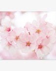 Pink Flower Print, 'Cherry Blossom'