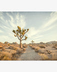Joshua Tree Print, 'Path to Joshua'