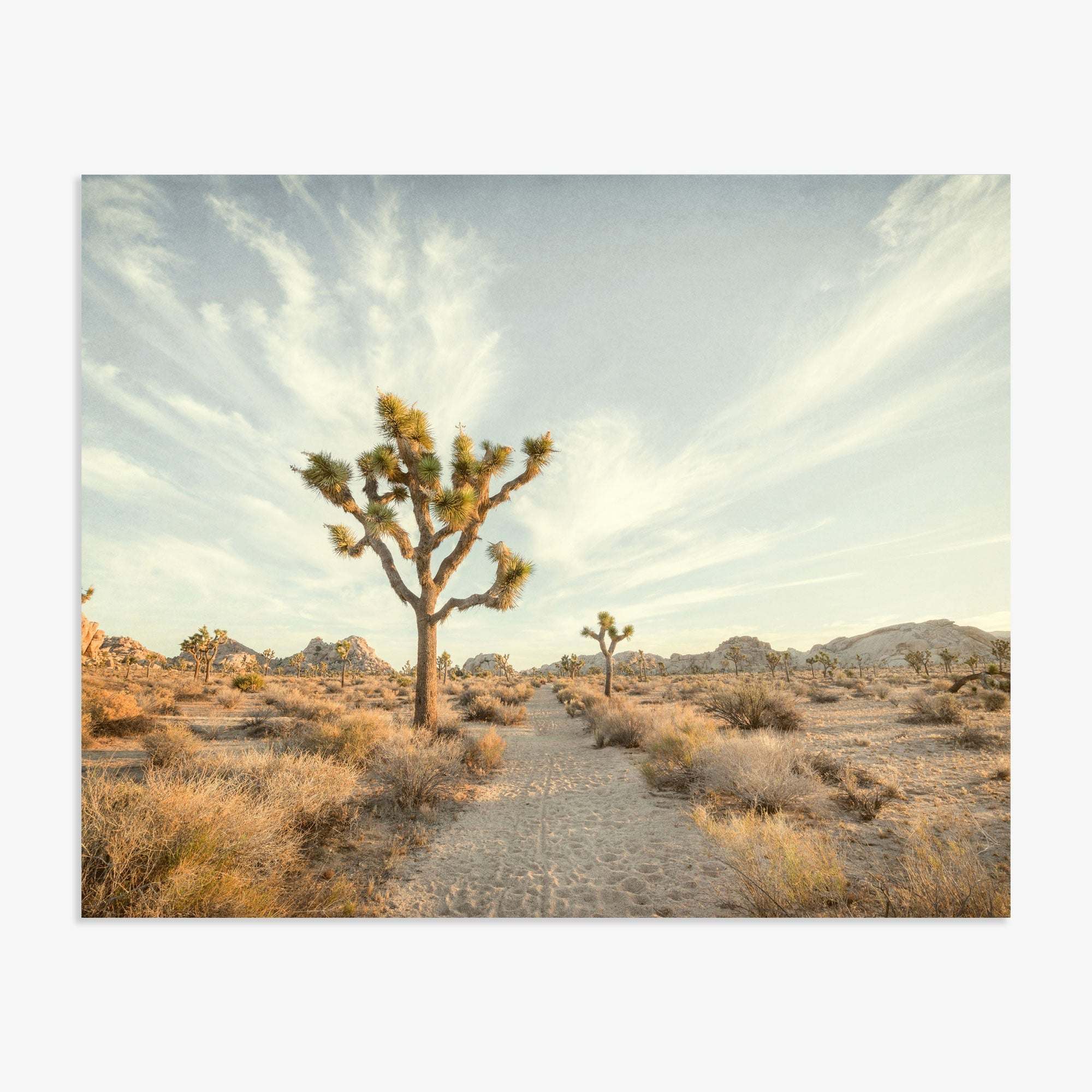 A desert landscape featuring a lone Joshua Tree Print, 'Path to Joshua' in the foreground, surrounded by dry scrub and rocky formations under a clear sky, located near Palm Springs. (Brand: Offley Green)