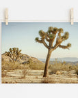 Joshua Tree Print, 'Mighty Joshua'