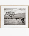 Rustic Print of Horses in a Field, 'Santa Ynez Horses (Black and White)'