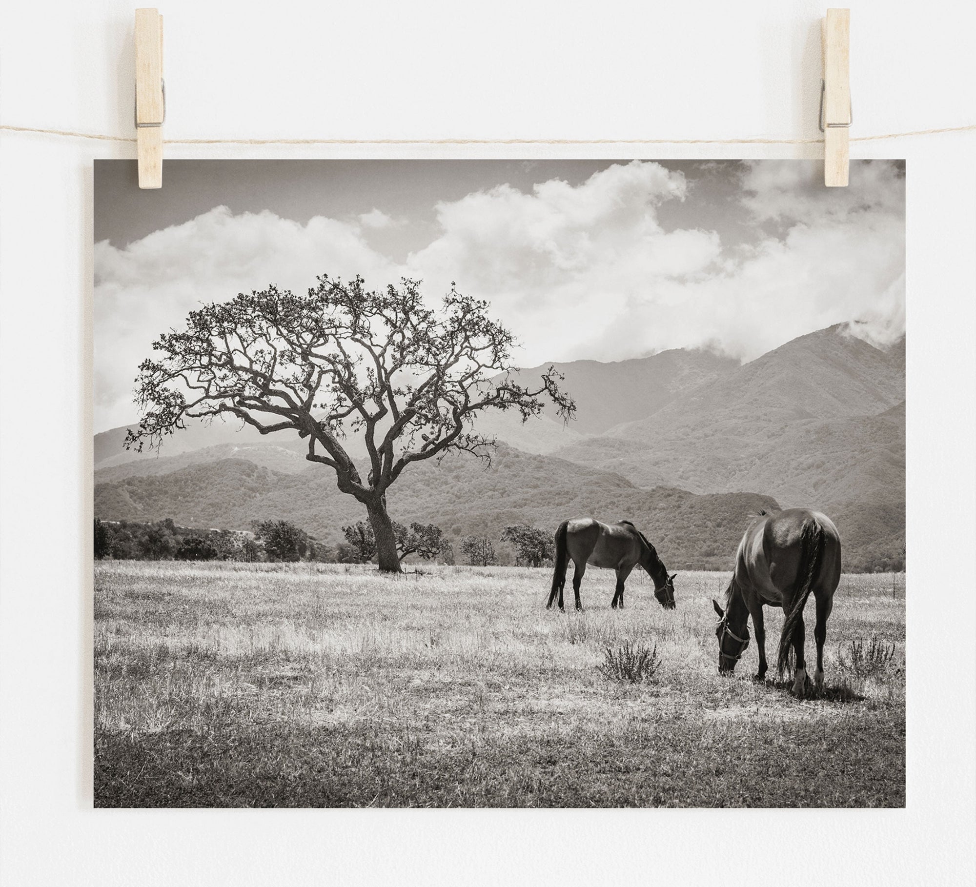 Rustic Print of Horses in a Field, 'Santa Ynez Horses (Black and White)'
