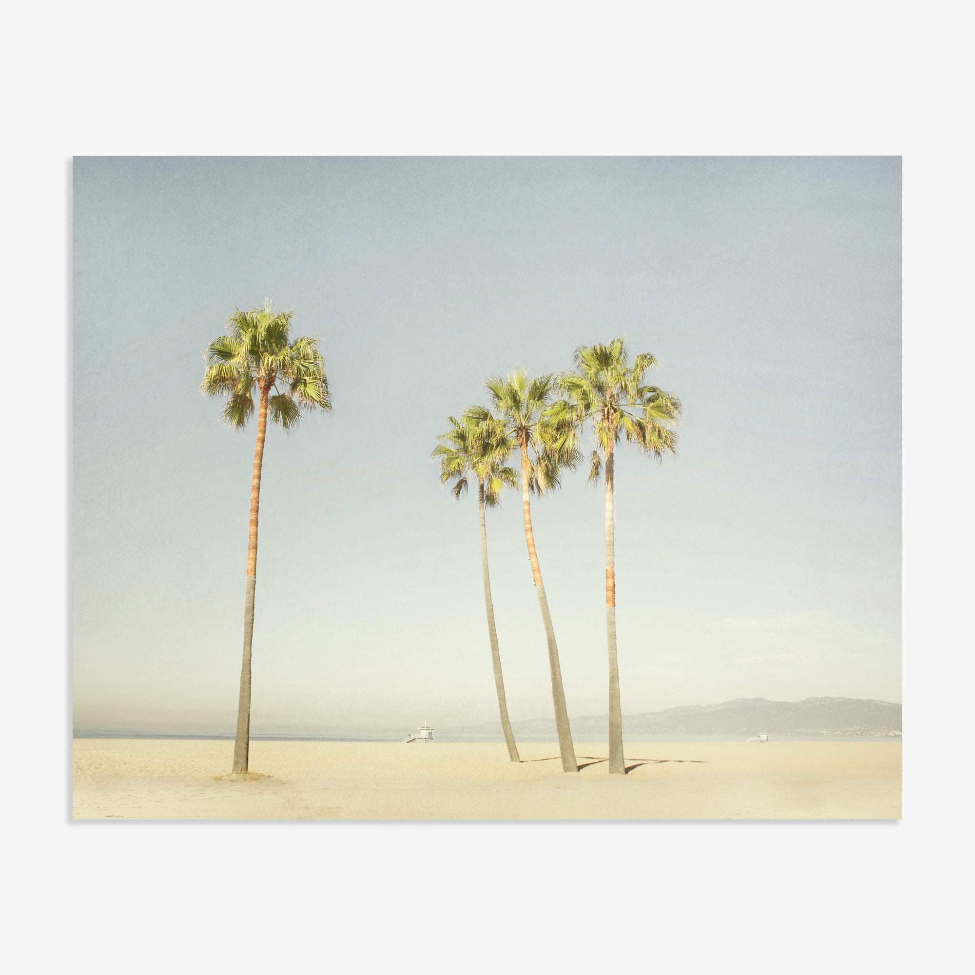 A serene Venice Beach scene with three tall palm trees on sandy ground under a clear sky, with a distant figure sitting near the trees featuring the California Beach Palm Tree Print, 'Boardwalk Palms' by Offley Green.